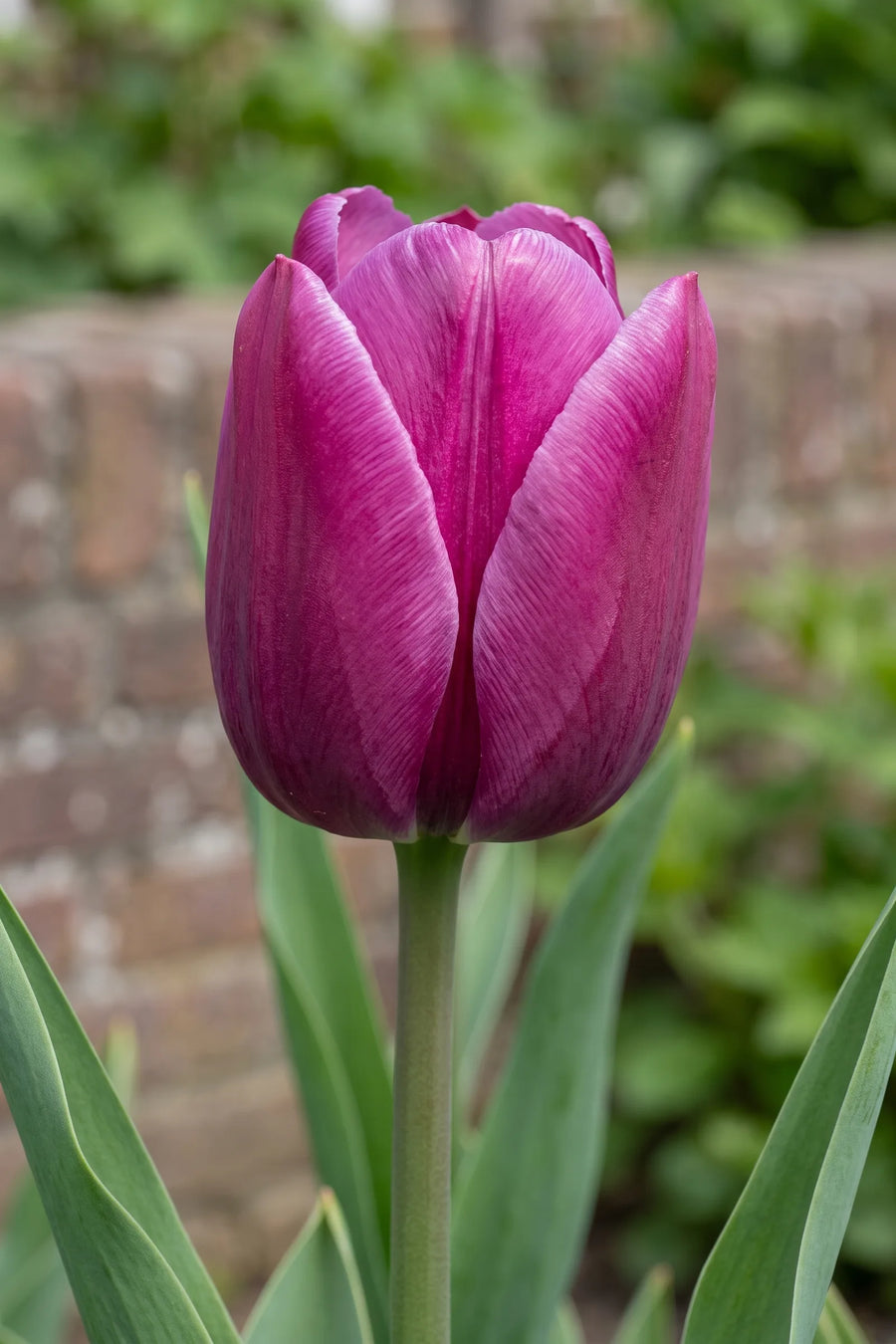 Close-up van de bloem van Tulipa Purple Prince