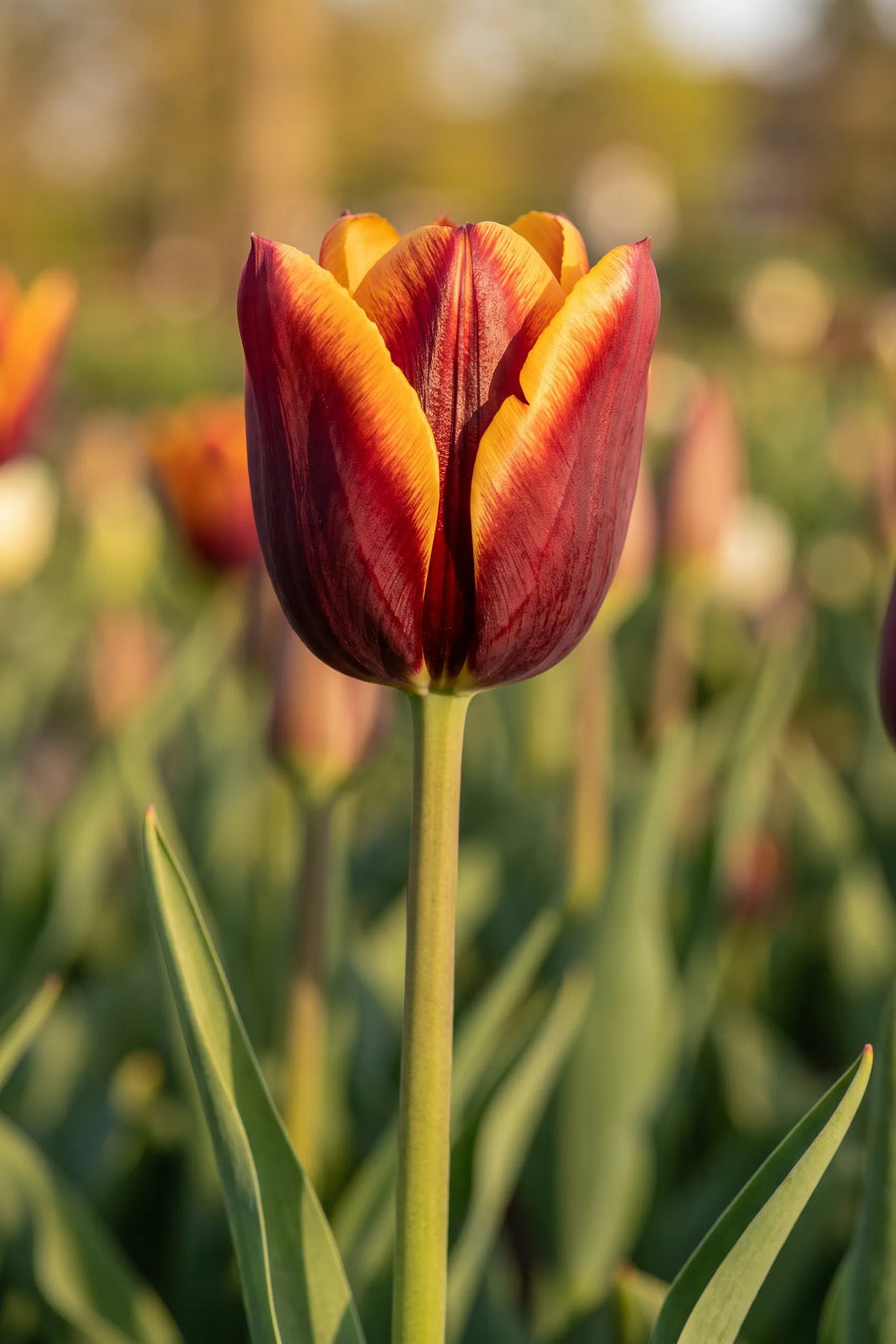 Close-up van de bloem van Tulipa Muvota
