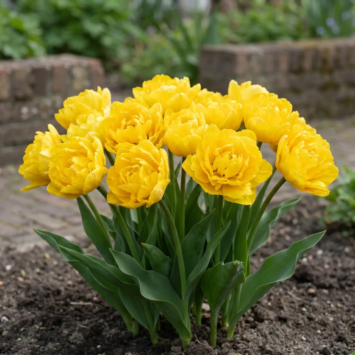 Tulipa Marie Jo close-up