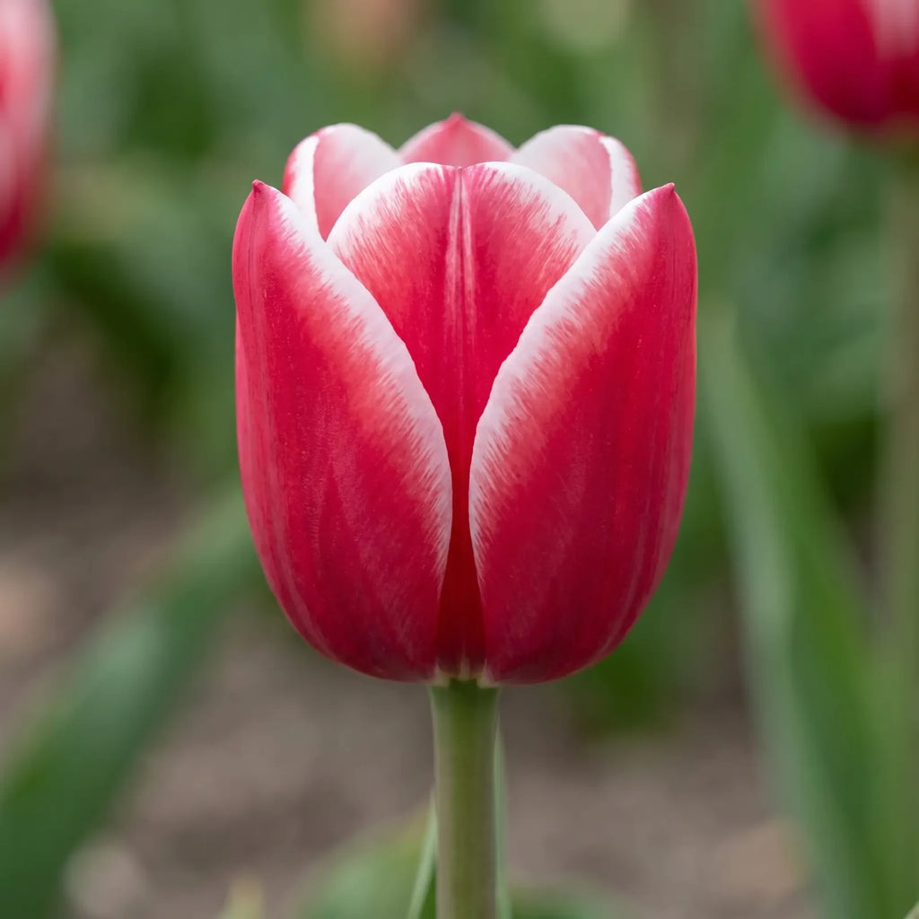 Tulipa Leo Visser close-up
