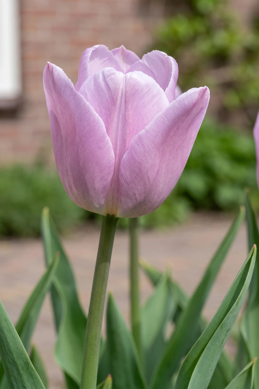 Close-up van de bloem van Tulipa Candy Prince