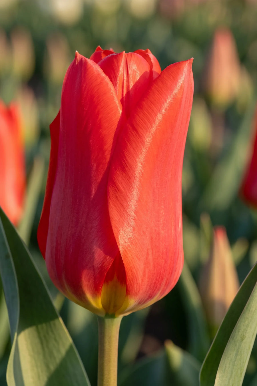 Close-up van de bloem van Tulipa Red Emperor