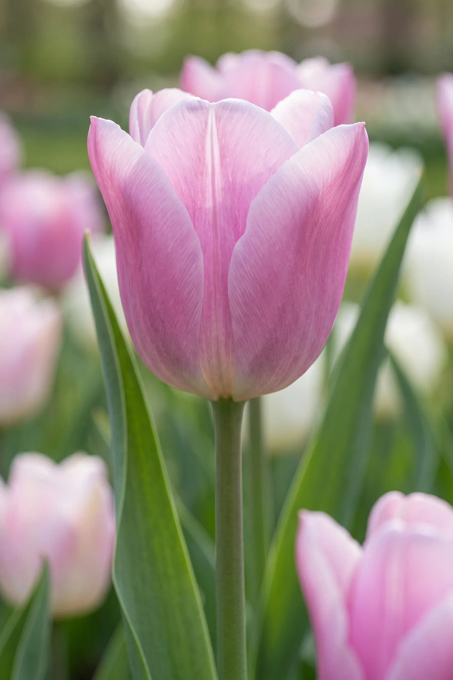 Close-up van de bloem van Tulipa Synaeda Amor