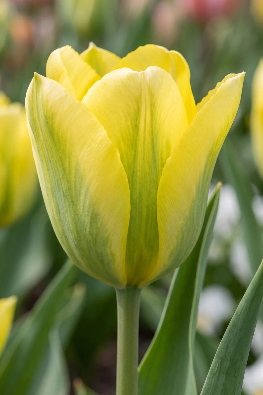 Tulipa Formosa — close-up van de bloem