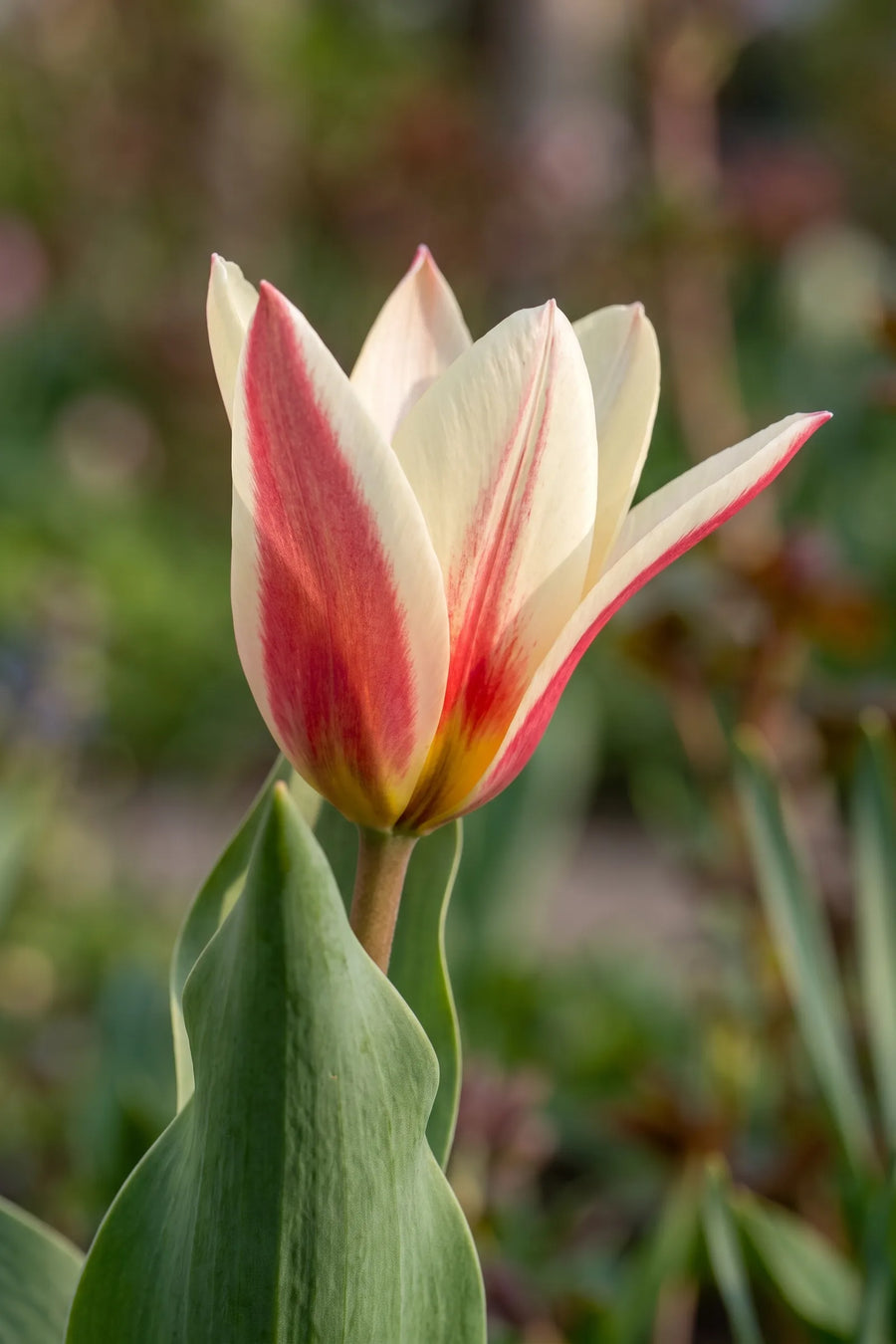 Close-up van de wit-roze bloem van Tulipa Ancilla
