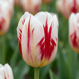 Tulipa Grand Perfection close-up