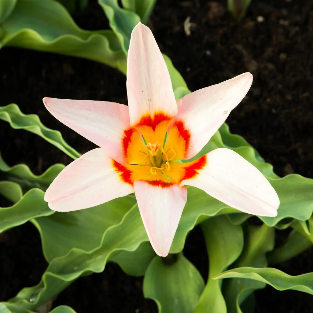 Tulipa Ancilla close-up