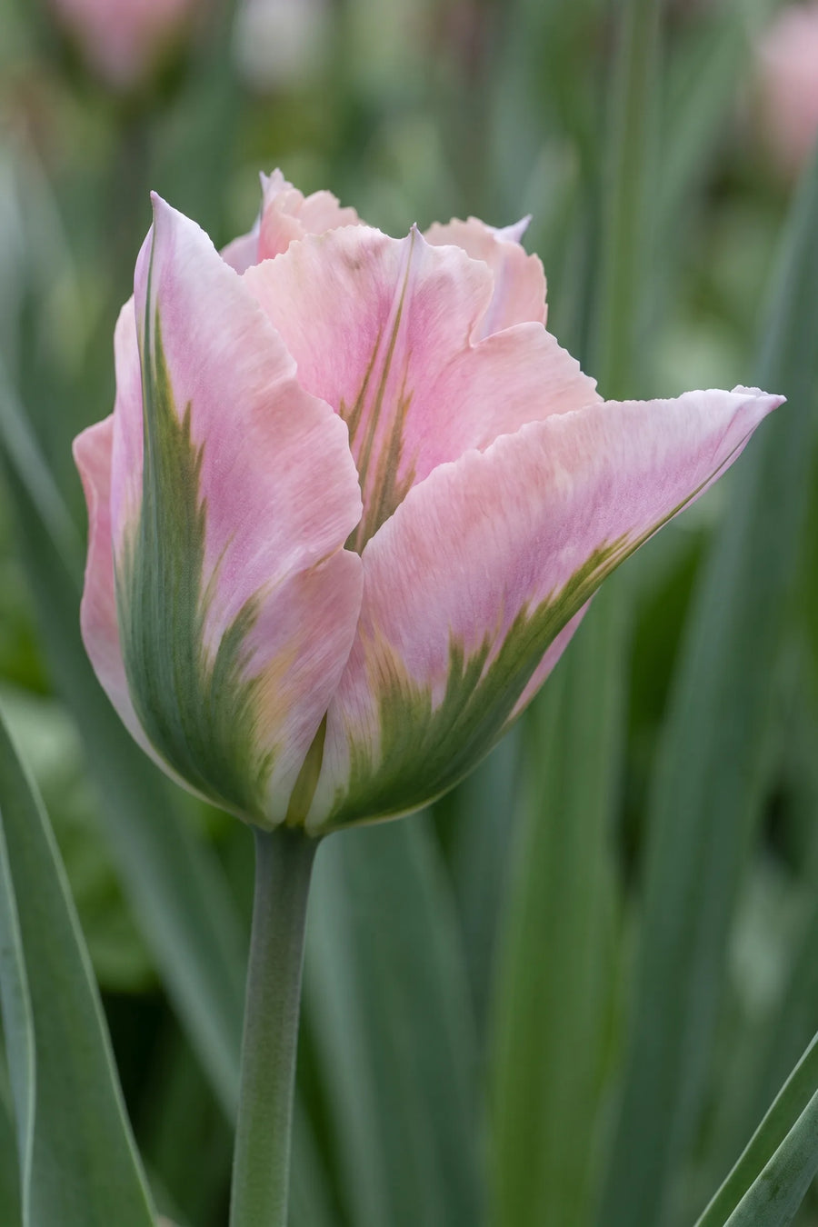 Close-up van de bloem van Tulipa China Town