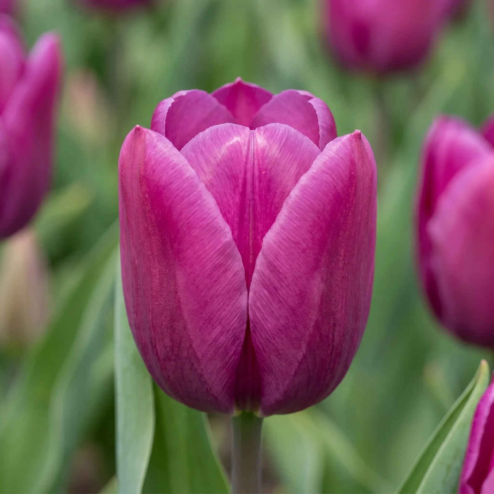 Tulipa Passio Glossy close-up