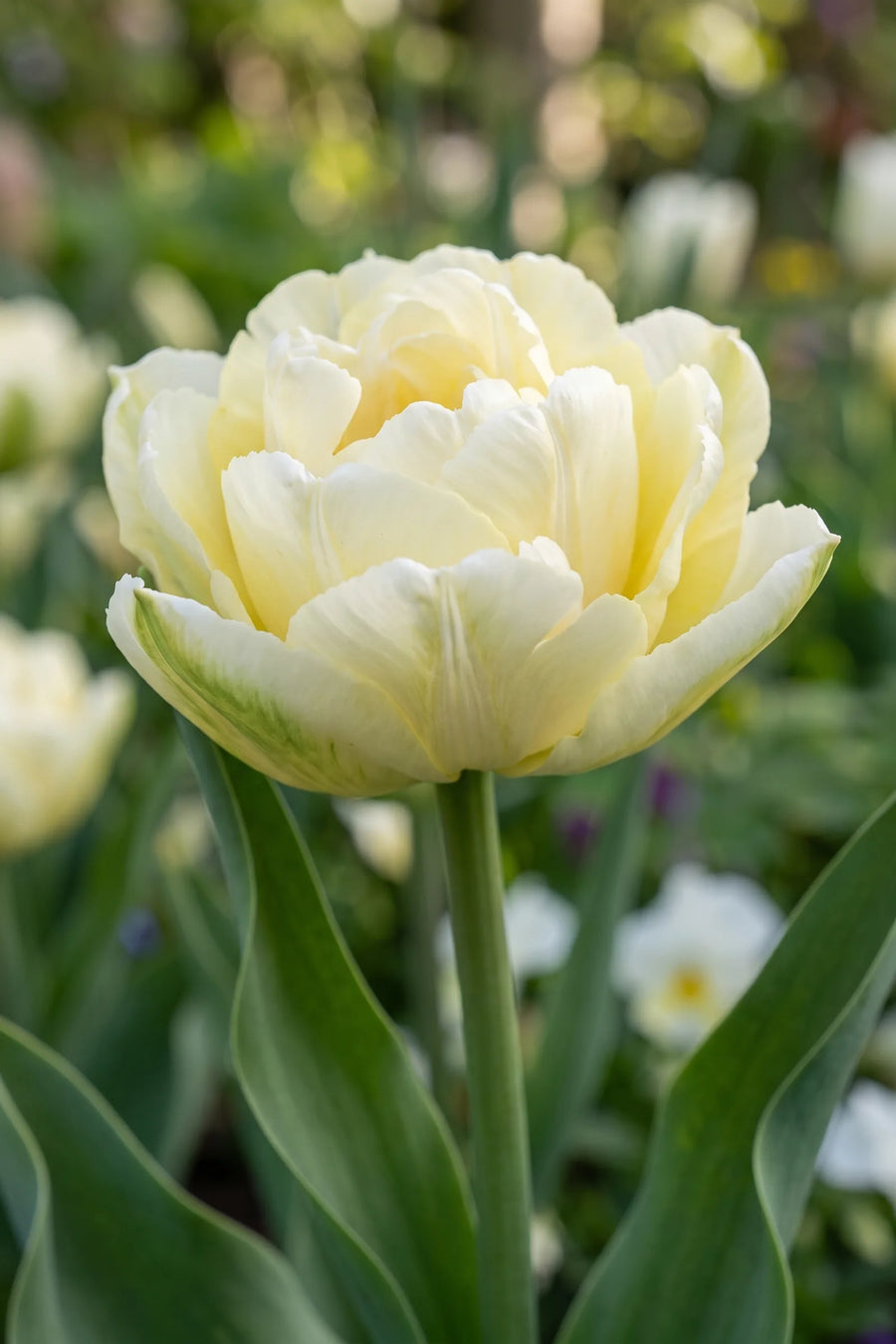 Close-up van de bloem van Tulipa Verona