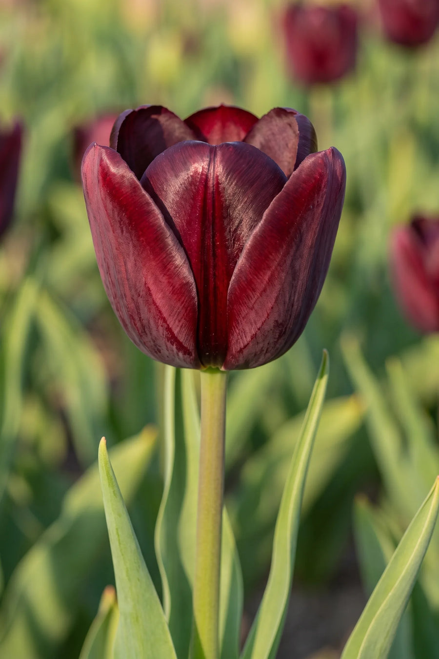 Close-up van de bloem van Tulipa National Velvet