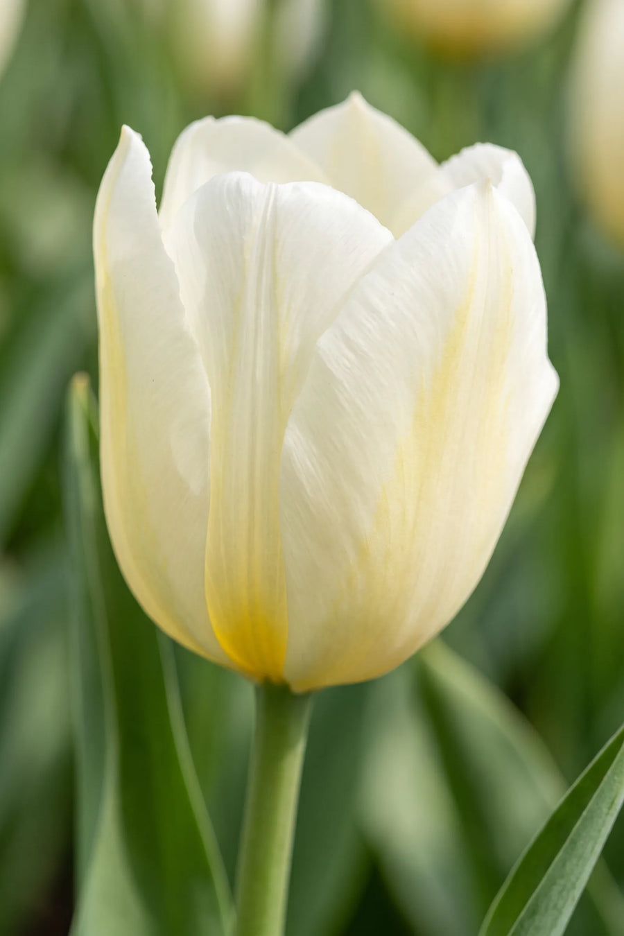 Close-up van de bloem van Tulipa Francoise