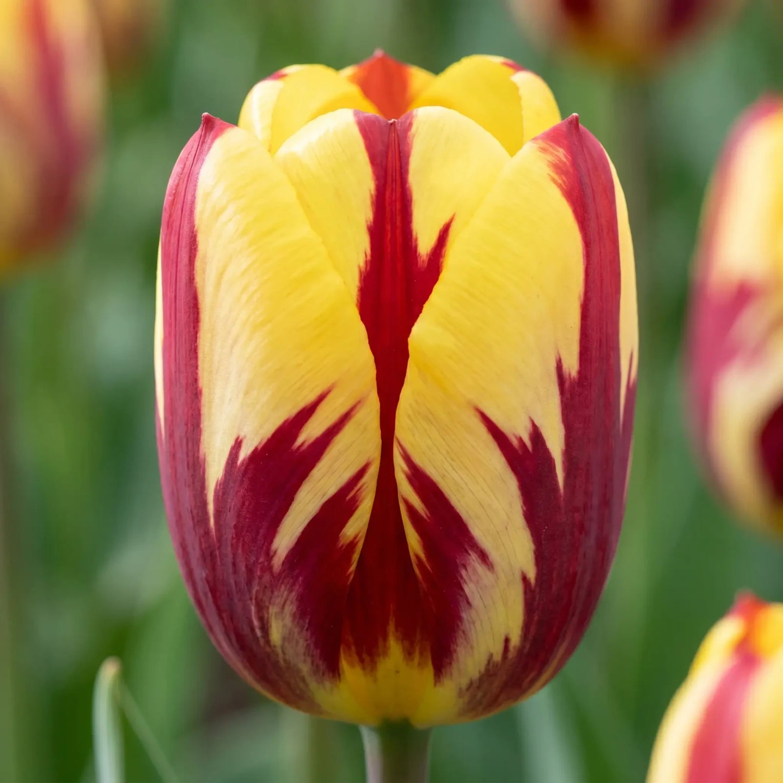 Tulipa Helmar close-up