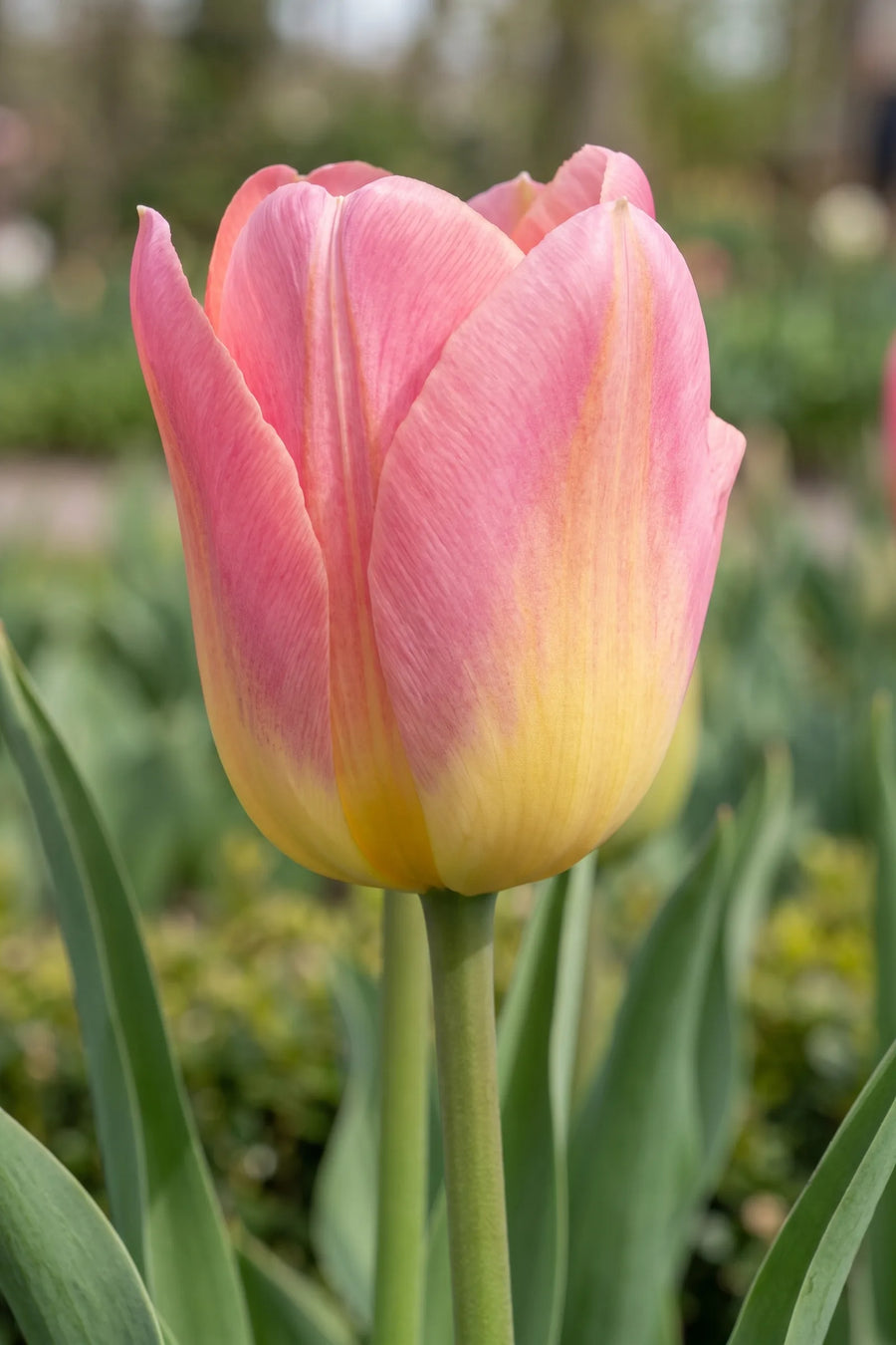 Close-up van de bloem van Tulipa Tom Pouce