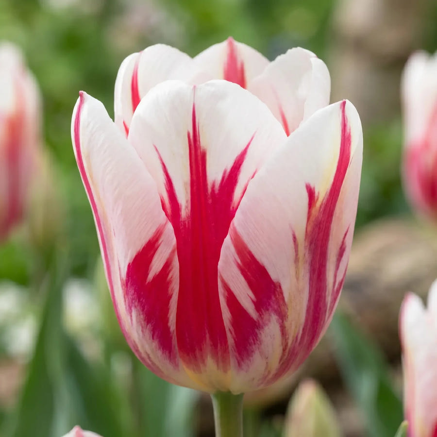 Tulipa Spryng Break close-up
