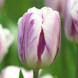 Tulipa Flaming Flag close-up