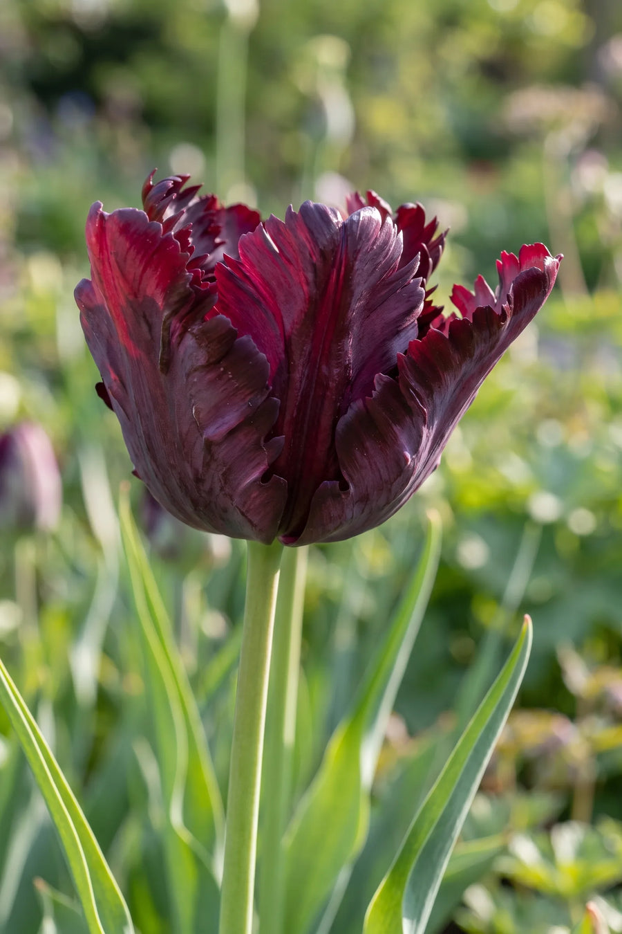 Close-up van de bloem van Tulipa Black Parrot