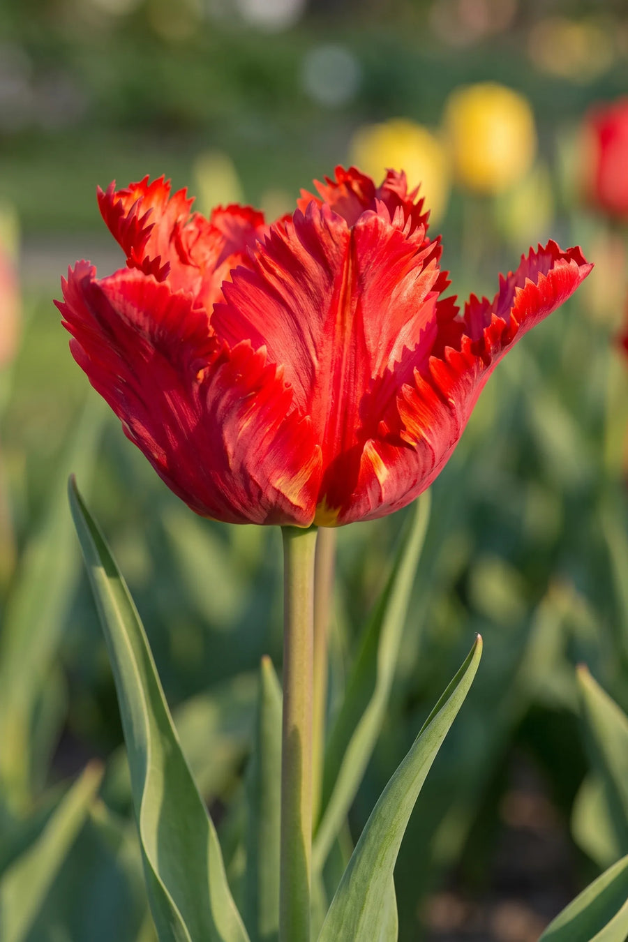 Close-up van de bloem van Tulipa Garden Fire