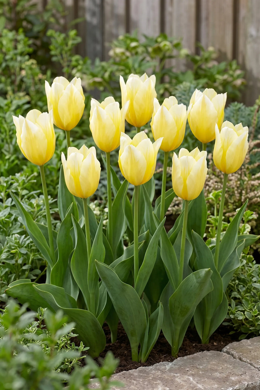 Groep Tulipa Sweetheart in een tuinborder