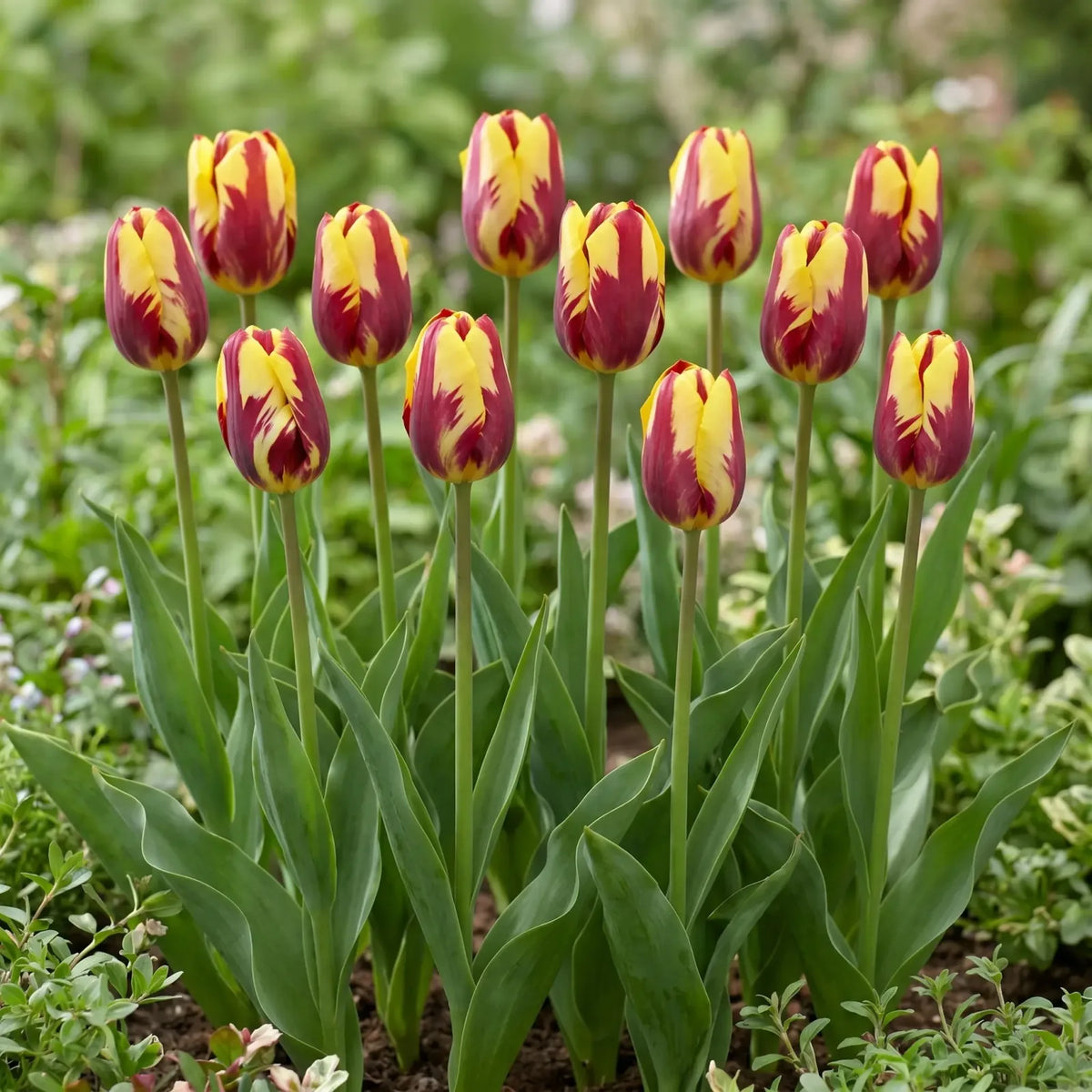 Tulipa Helmar group border