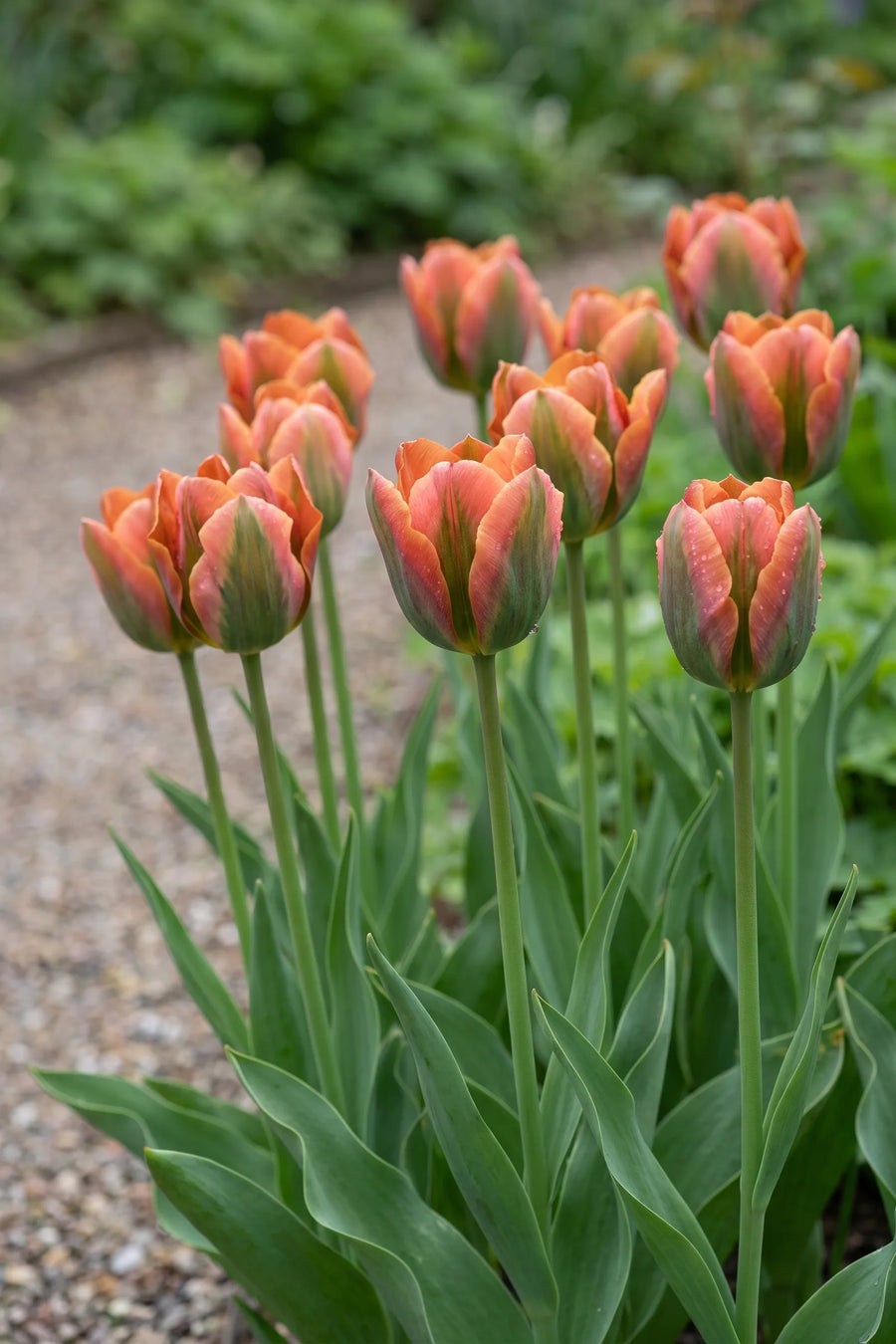 Groep Tulipa Artist in een tuinborder