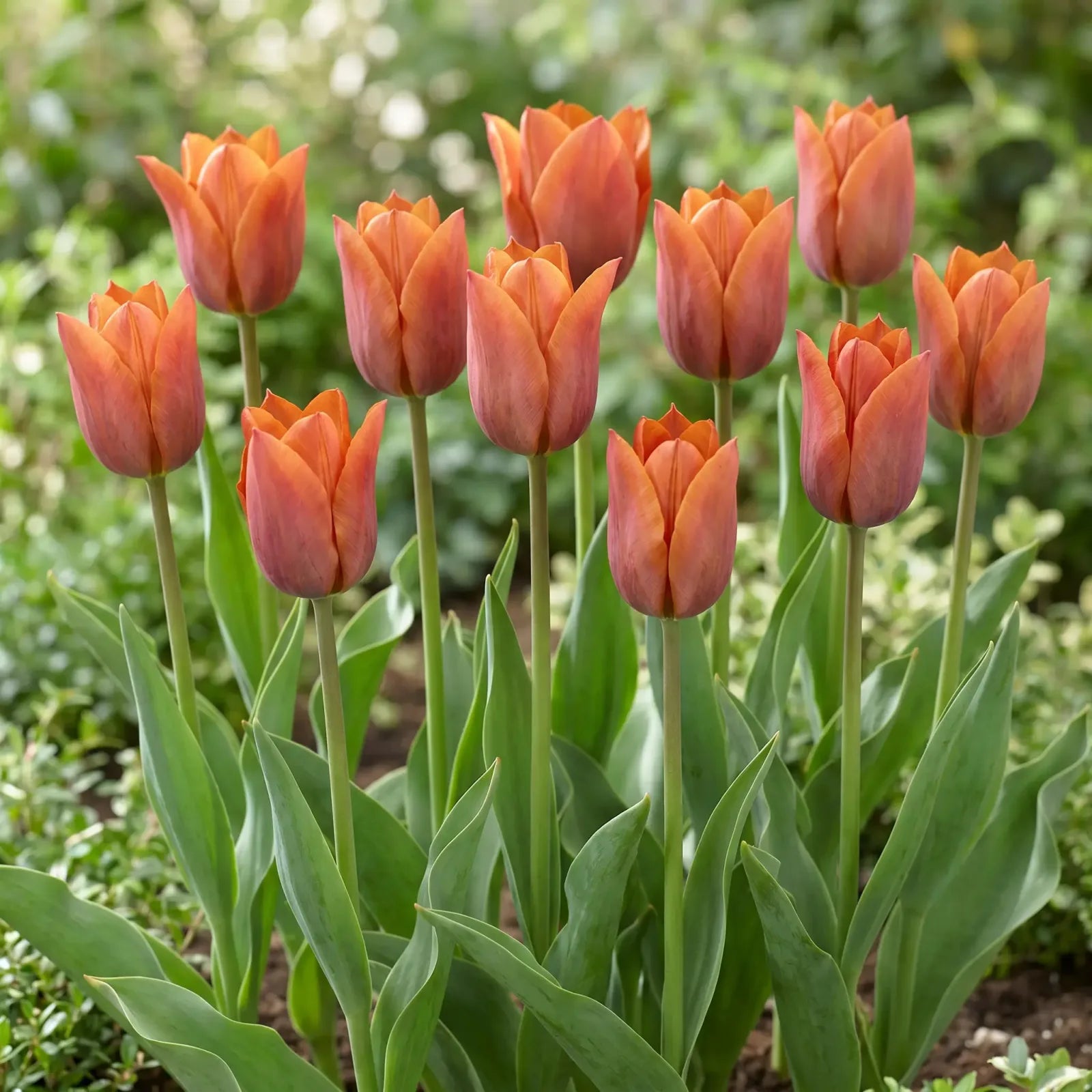 Tulipa Request group border