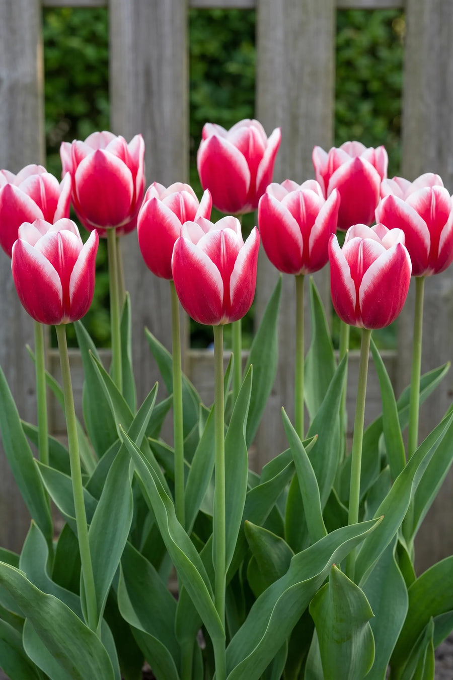 Groep Tulipa Leo Visser in een tuinborder