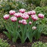 Groep Tulipa Columbus in een tuinborder