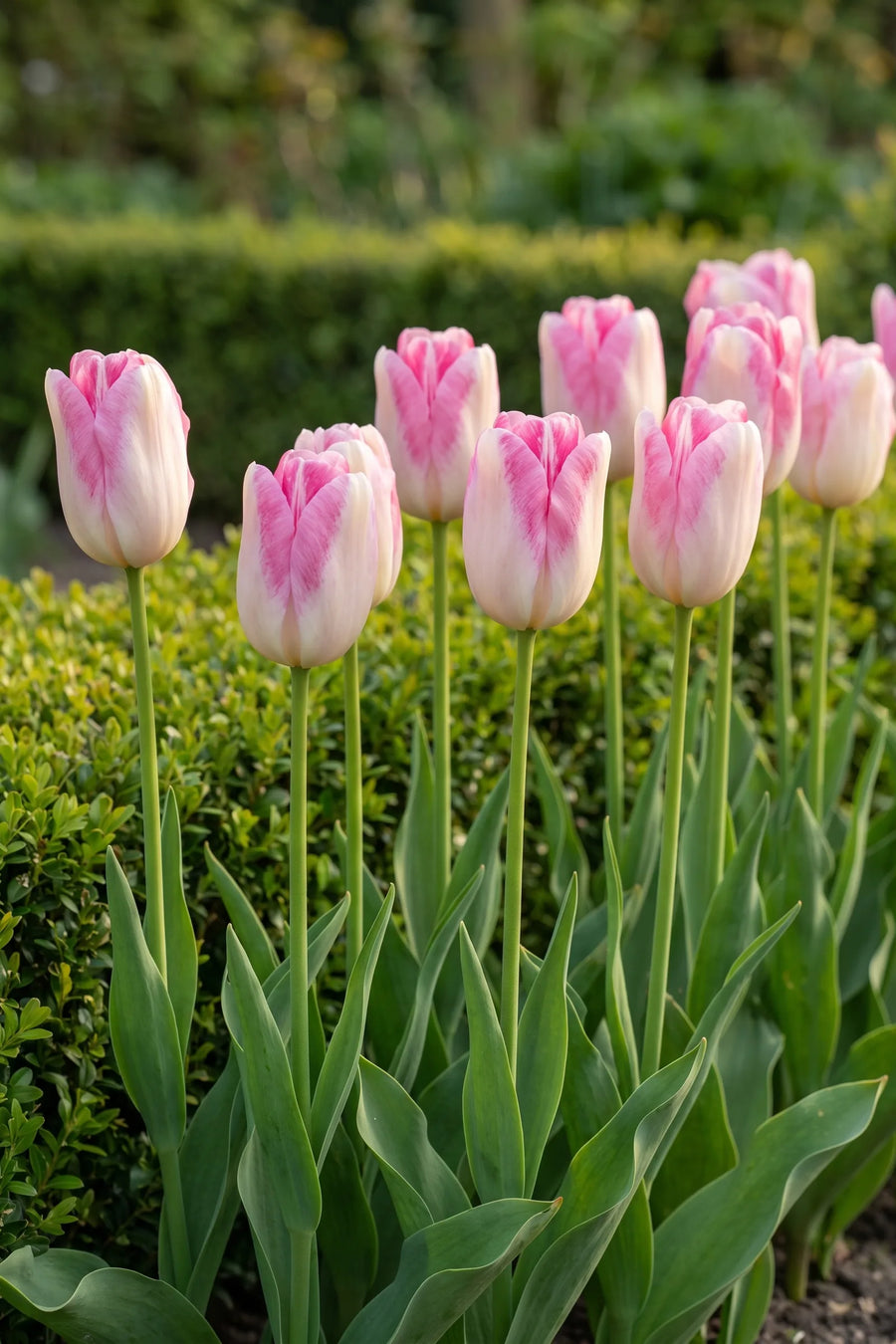 Groep Tulipa Infinity in een tuinborder