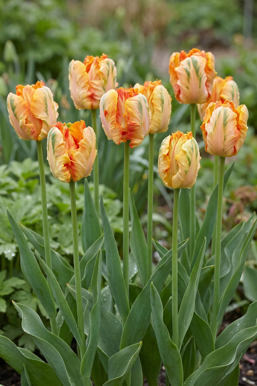 Groep Tulipa Parrot King in een tuinborder