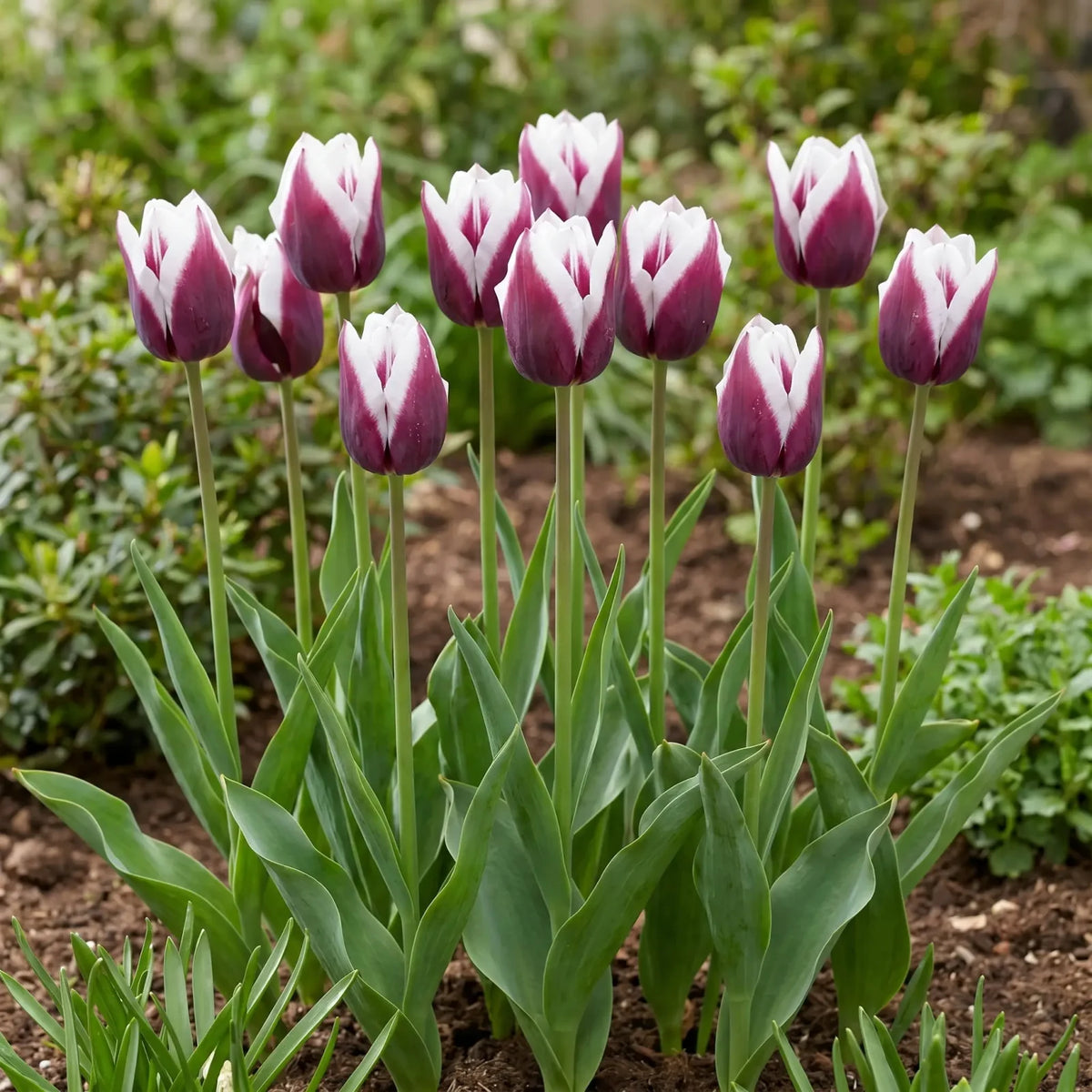 Tulipa Spitsbergen group border