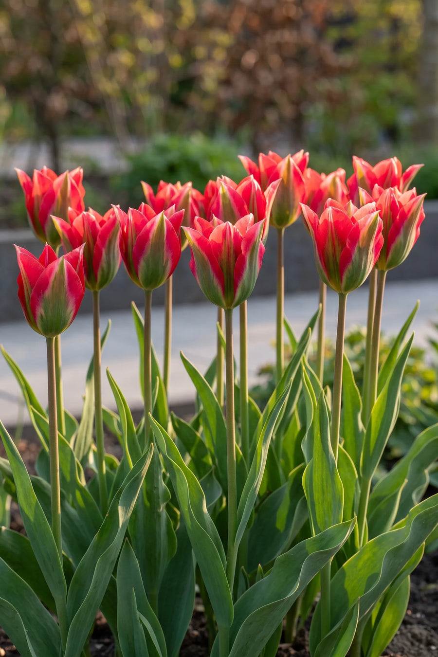 Groep Tulipa Esperanto in een tuinborder