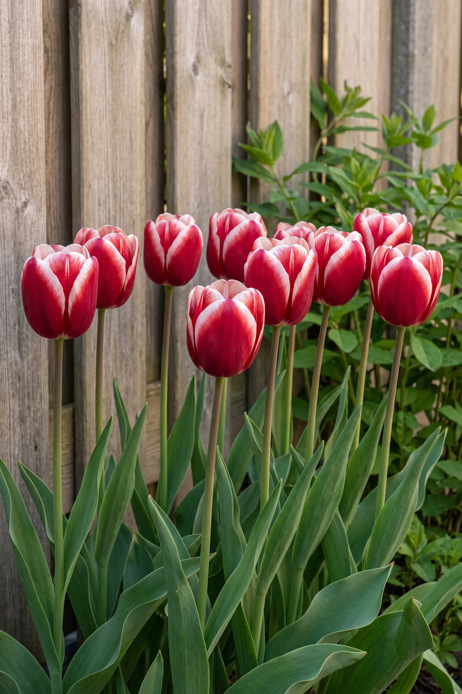 Groep Tulipa Timeless in een tuinborder