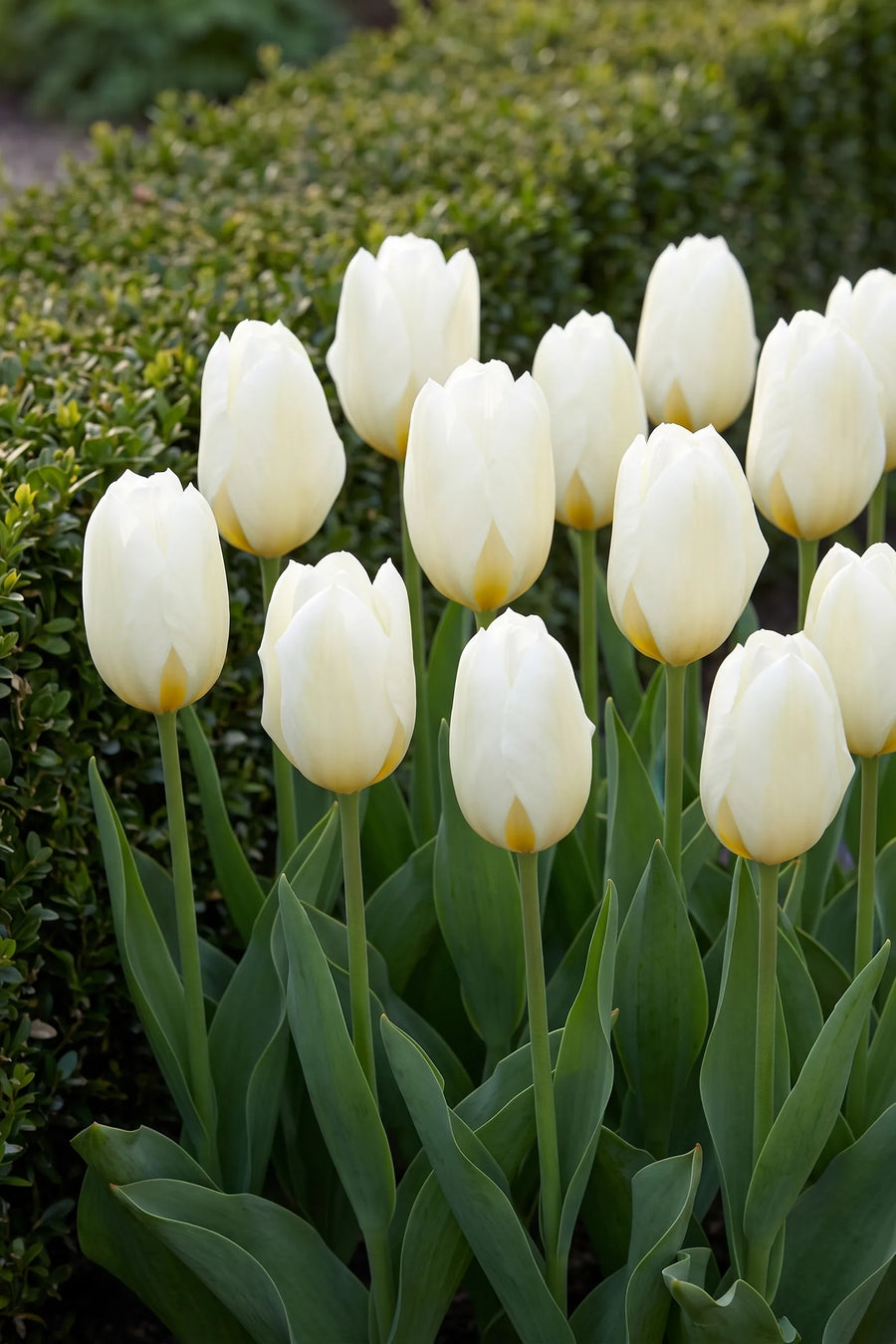 Groep Tulipa Purissima in een tuinborder