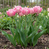 Groep Tulipa Foxtrot in een tuinborder