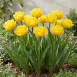 Groep Tulipa Marie Jo in een tuinborder
