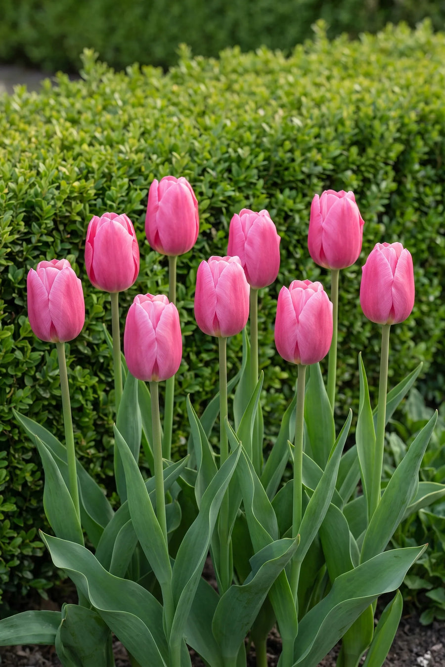 Groep Tulipa Pink Ardour in een tuinborder