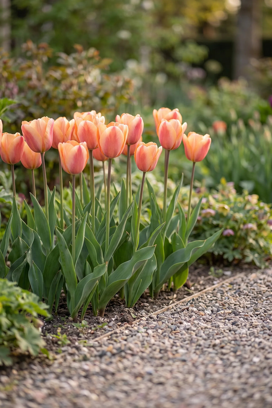 Groep Tulipa Apricot Foxx in een tuinborder