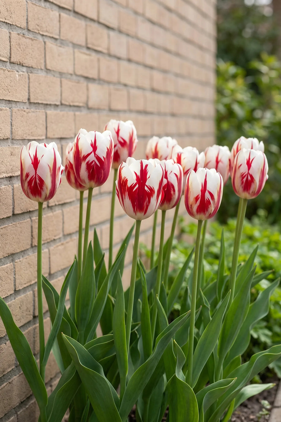 Groep Tulipa Grand Perfection in een tuinborder