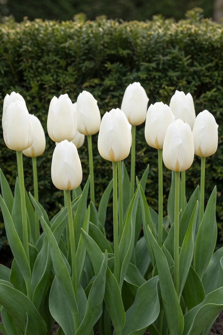 Groep Tulipa Royal Virgin in een tuinborder