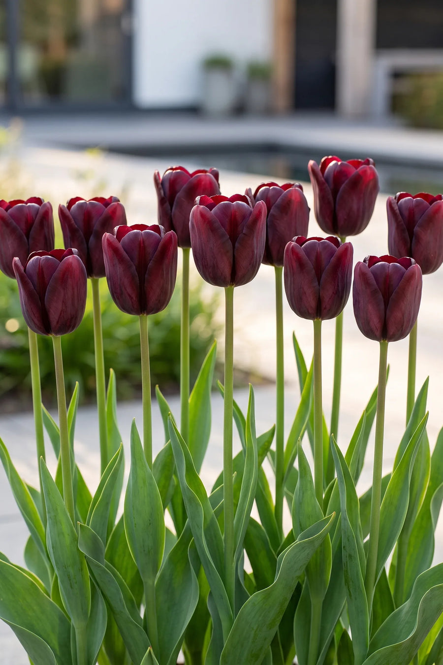 Groep Tulipa National Velvet in een tuinborder