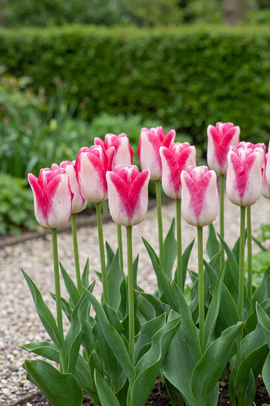 Groep Tulipa Mata Hari in een tuinborder