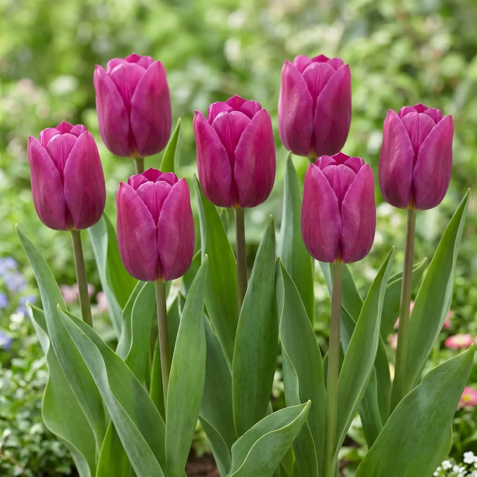Tulipa Passio Glossy group border