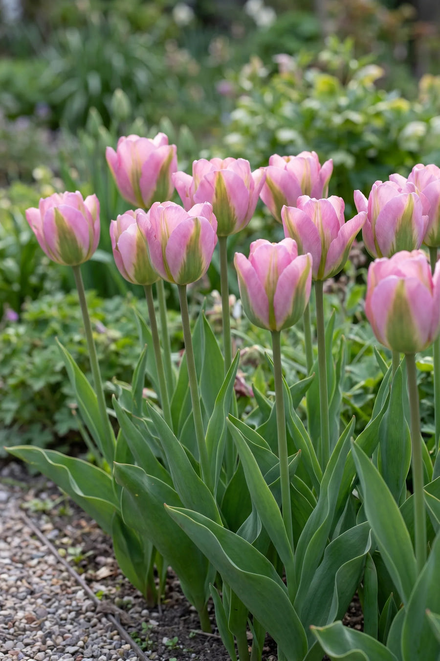 Groep Tulipa Groenland in een tuinborder