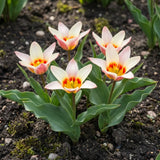Groep Tulipa Ancilla in een tuinborder