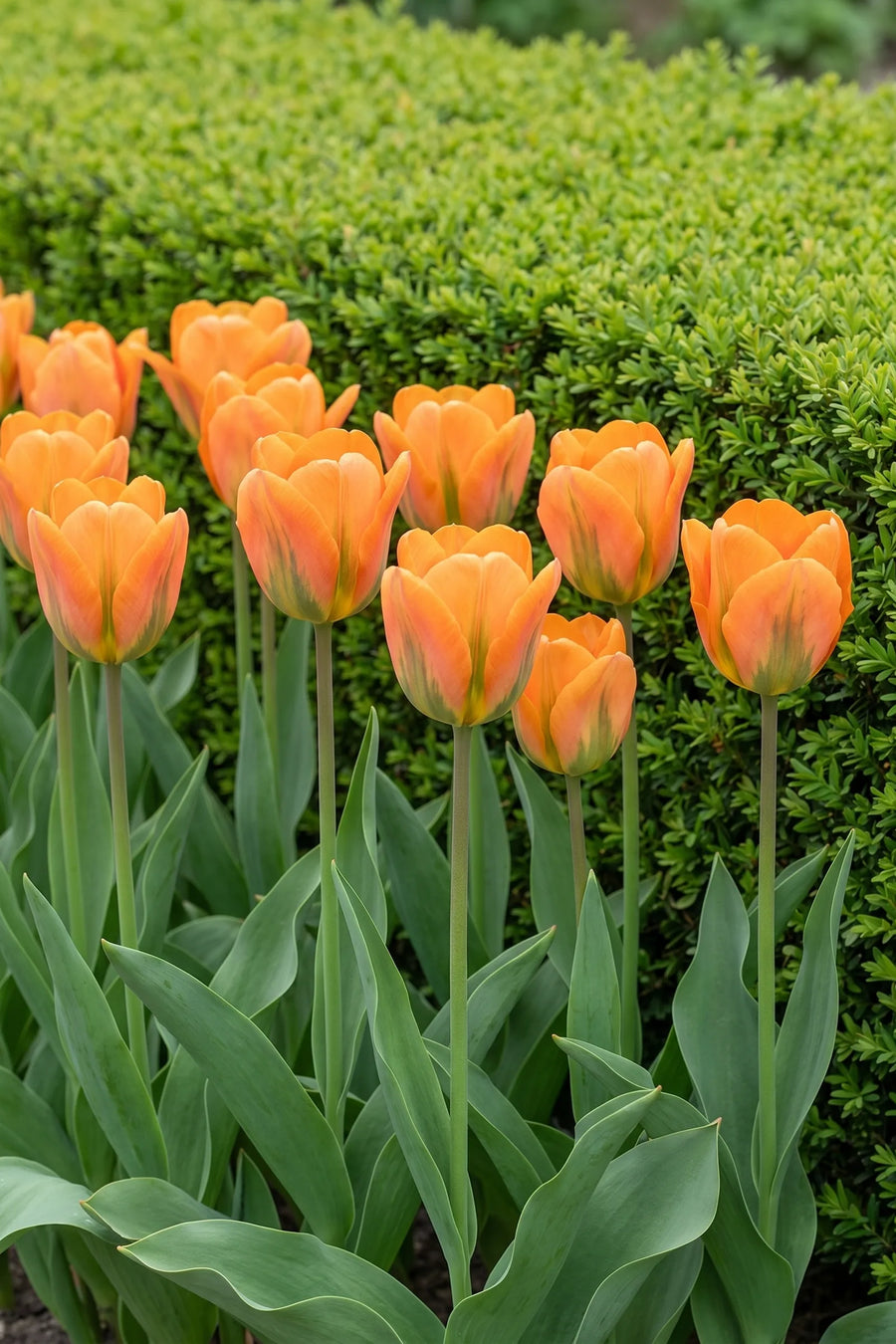Groep Tulipa Orange Emperor in een tuinborder