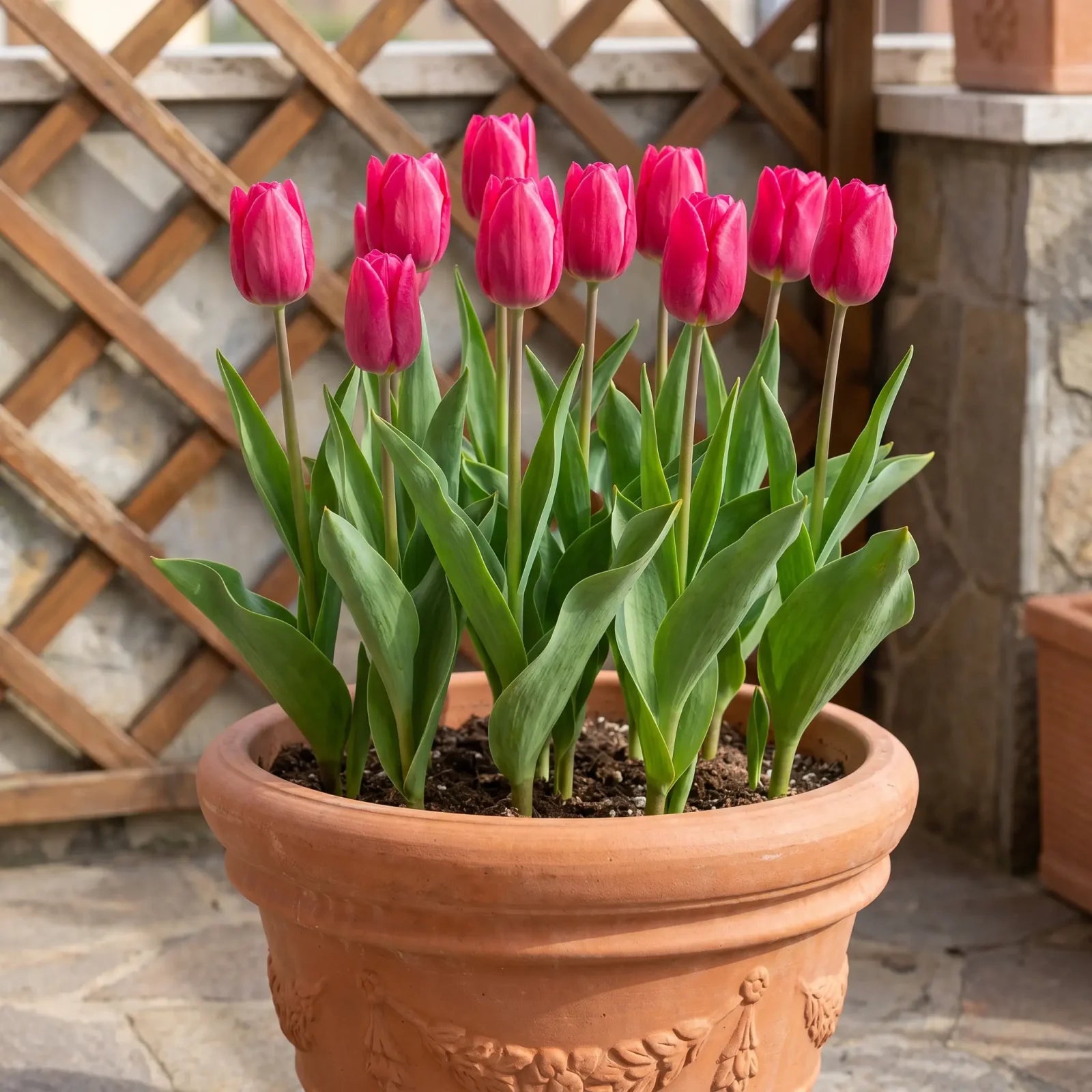 Tulipa Pink Ardour pot balcony