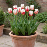 Tulipa Carnaval de Rio pot balcony