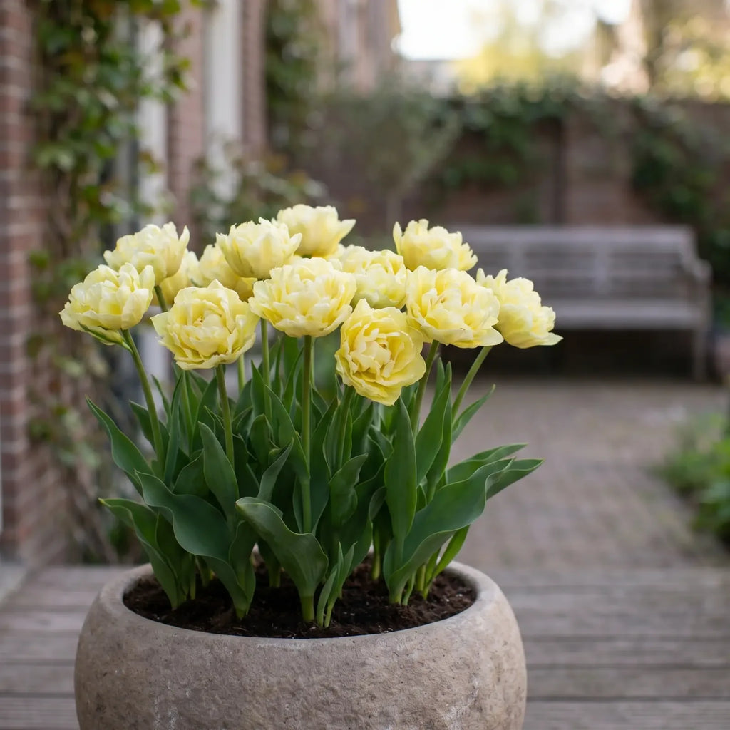 Tulipa Verona in een terracotta pot op een terras