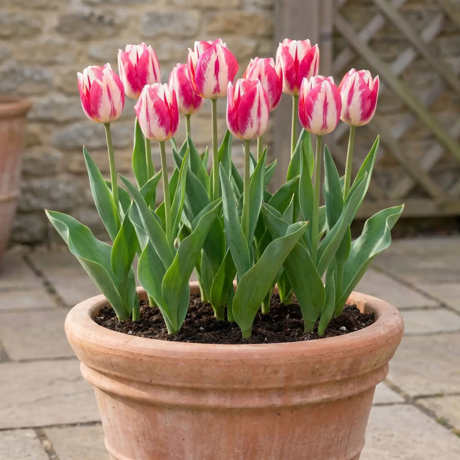 Tulipa Spryng Break pot balcony